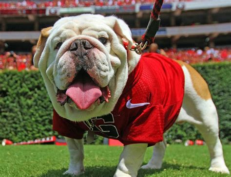 Uga's Impact on Recruiting: How the Mascot Attracts Students to the University of Georgia